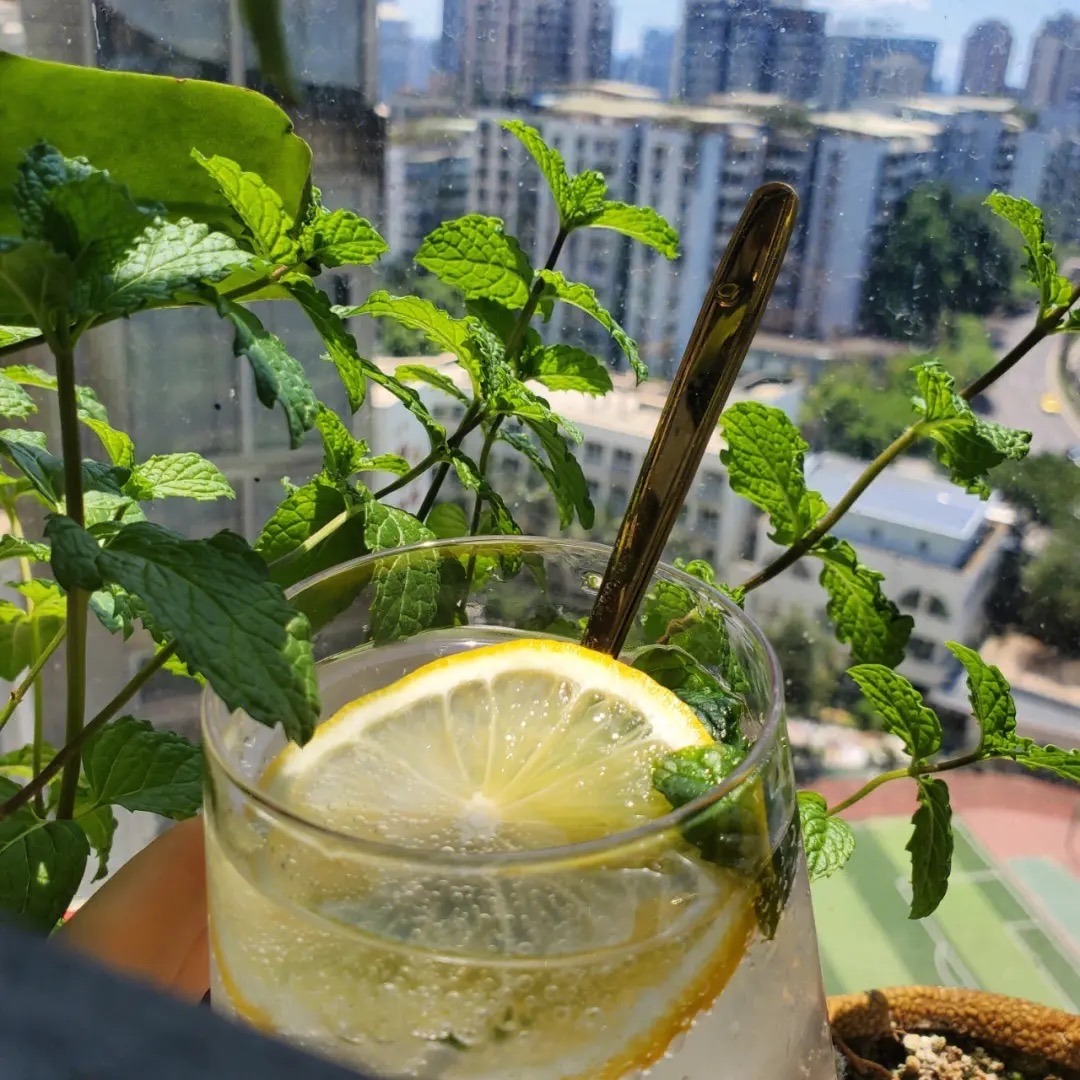 阳台种菜种哪些长得比较快,阳台种菜推荐种什么