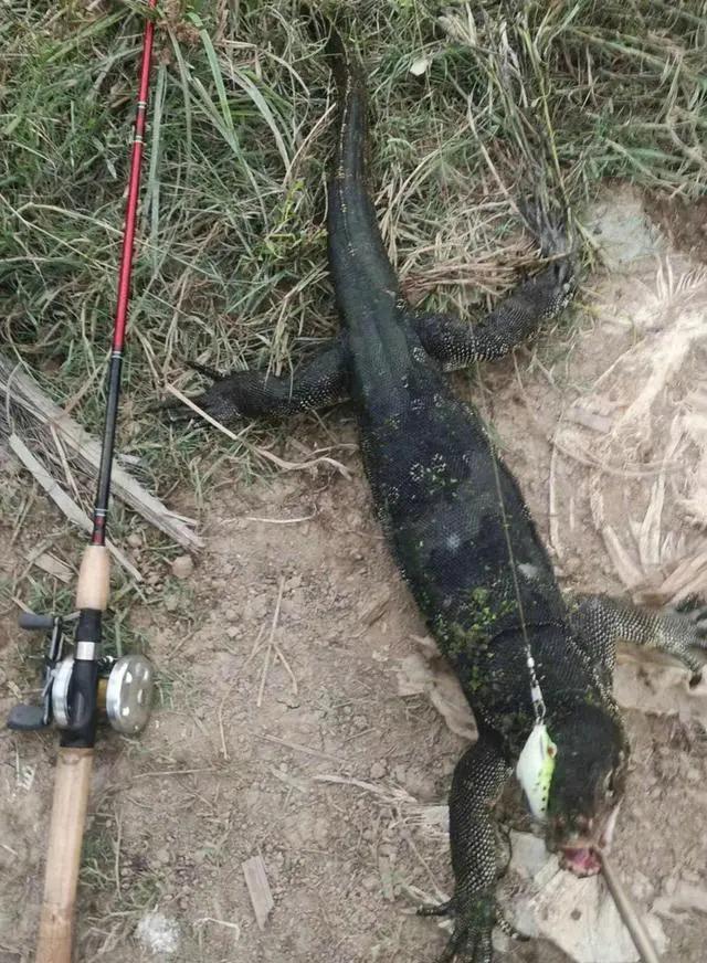 上海钓鱼佬钓起“五爪金龙”，差点牢底坐穿？金龙到底什么来头？