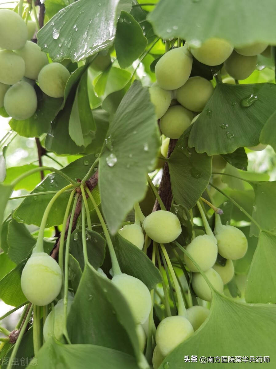 中药麻黄白果治疗哮喘效果如何,白果治支气管哮喘该怎么吃