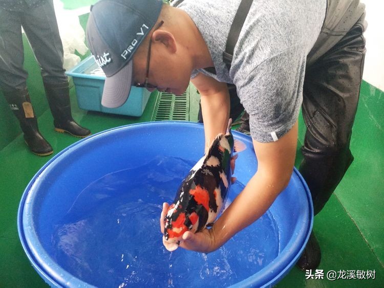 锦鲤分多少种什么样的锦鲤最好养,锦鲤要怎么选才能选到好的锦鲤