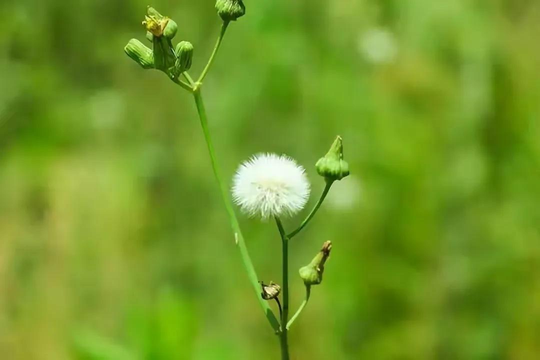 如何处理婆媳之间带小孩的矛盾,化解婆媳冲突的最佳方法