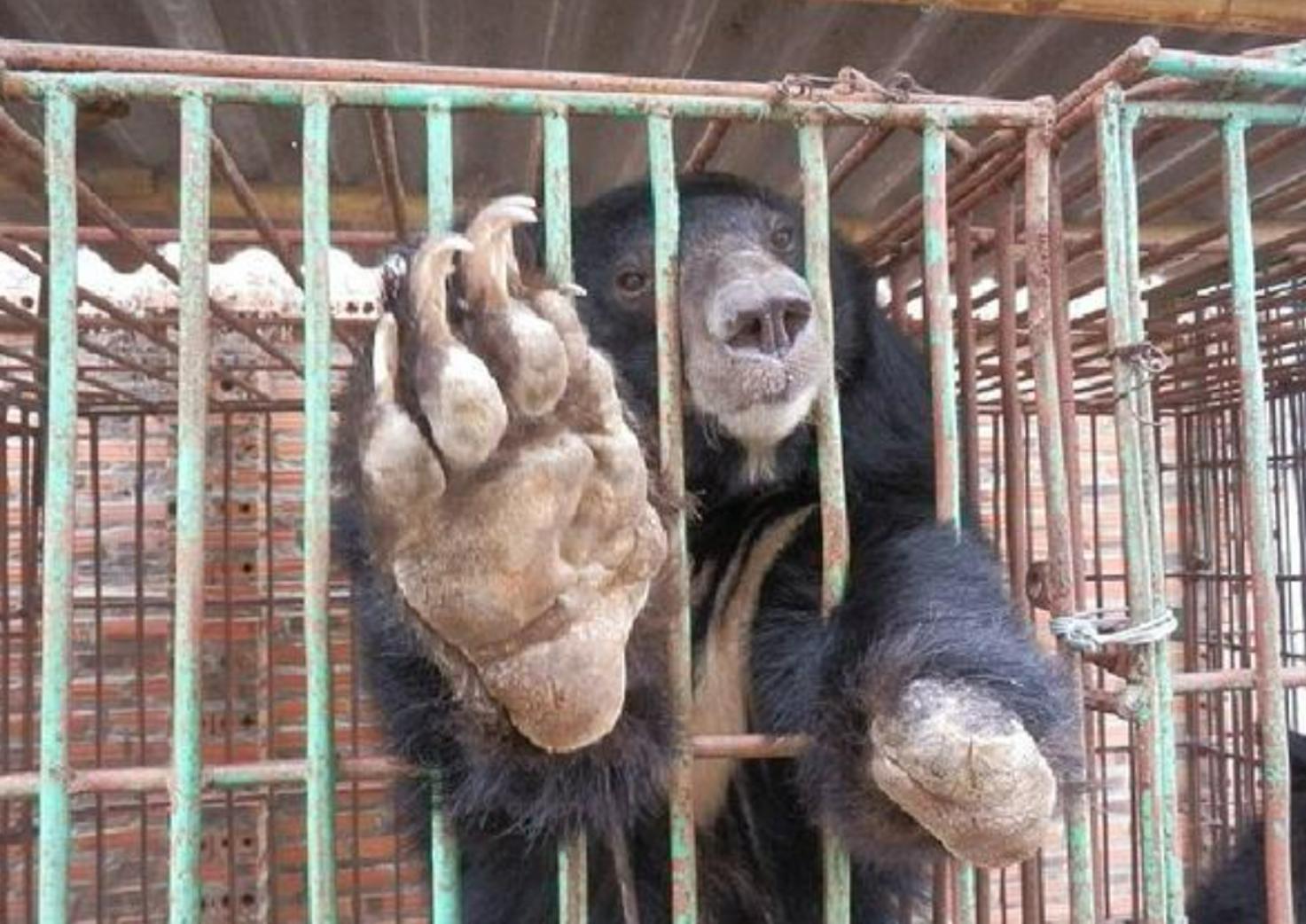 活熊采胆犯法吗,活熊取肝对熊的危害