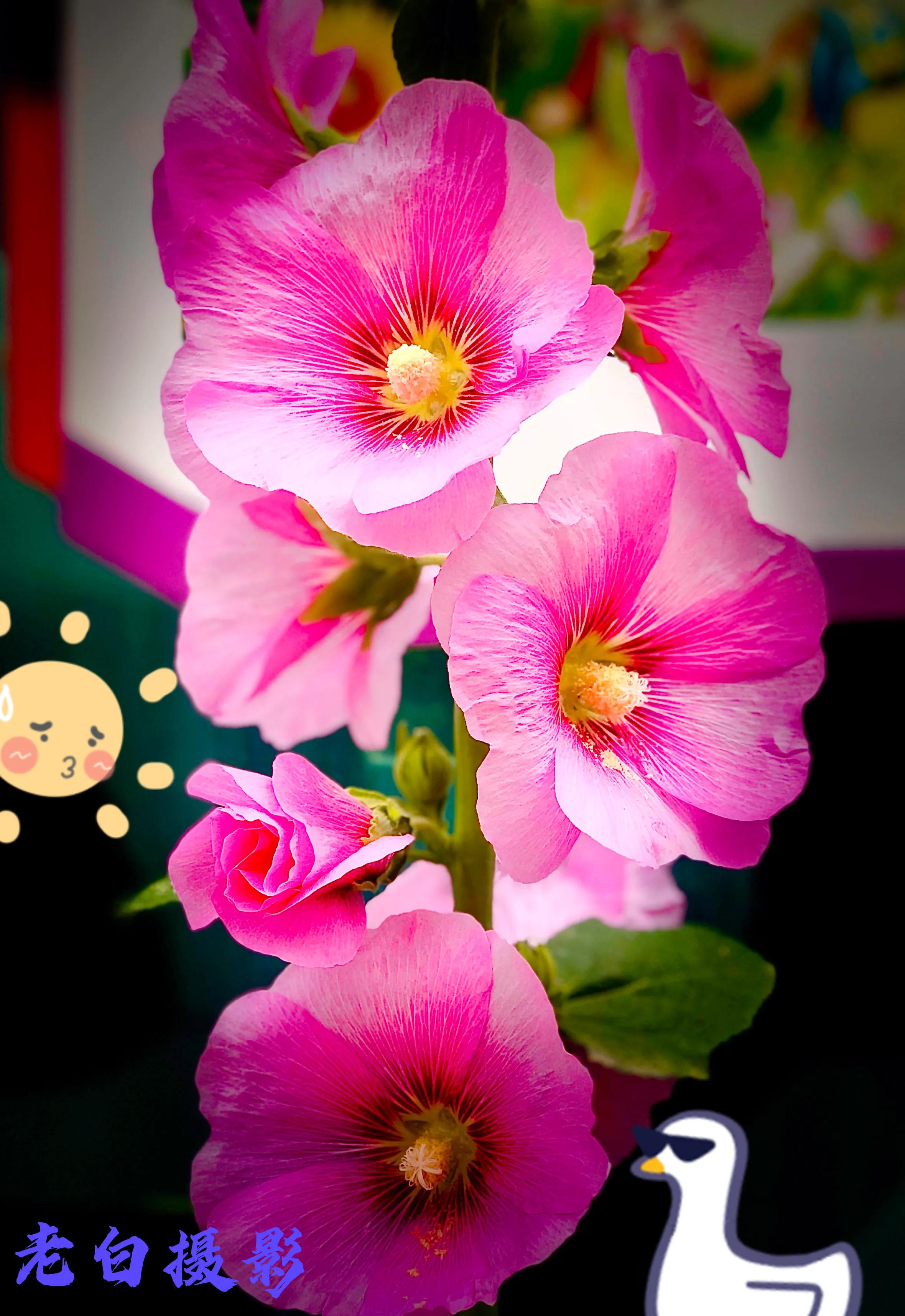 生活的极致就是化繁为简,极简是一种生活态度越简单越精致