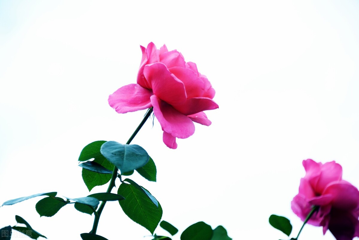 玫瑰花的各种颜色的花语和寓意,各种颜色的玫瑰花花语大全