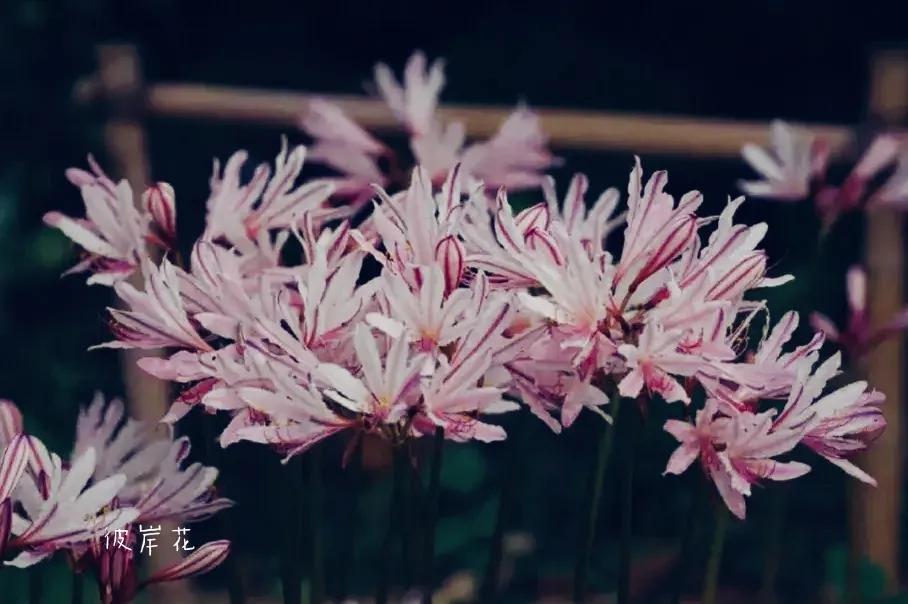 曼珠沙华培育,曼珠沙华要打造什么