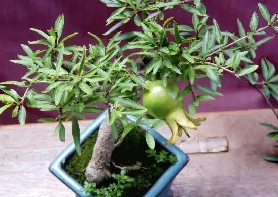 秋季移栽的石榴树明年需要剪枝吗,移栽的大型石榴树怎样续枝