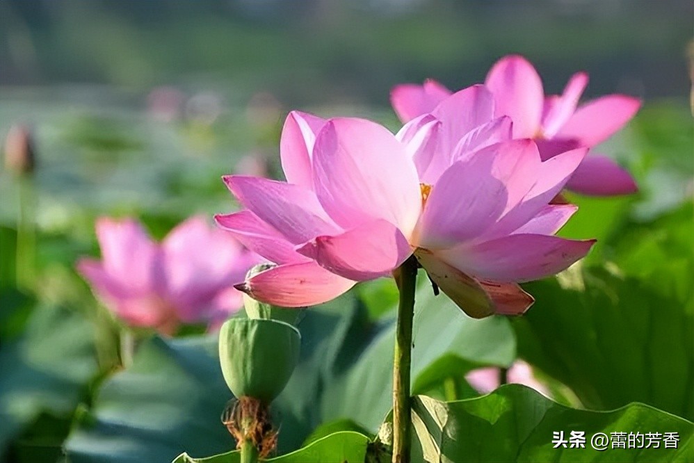 六月盛夏,绿荷红萏萏,卷合任天真——寻找内心的那一朵莲