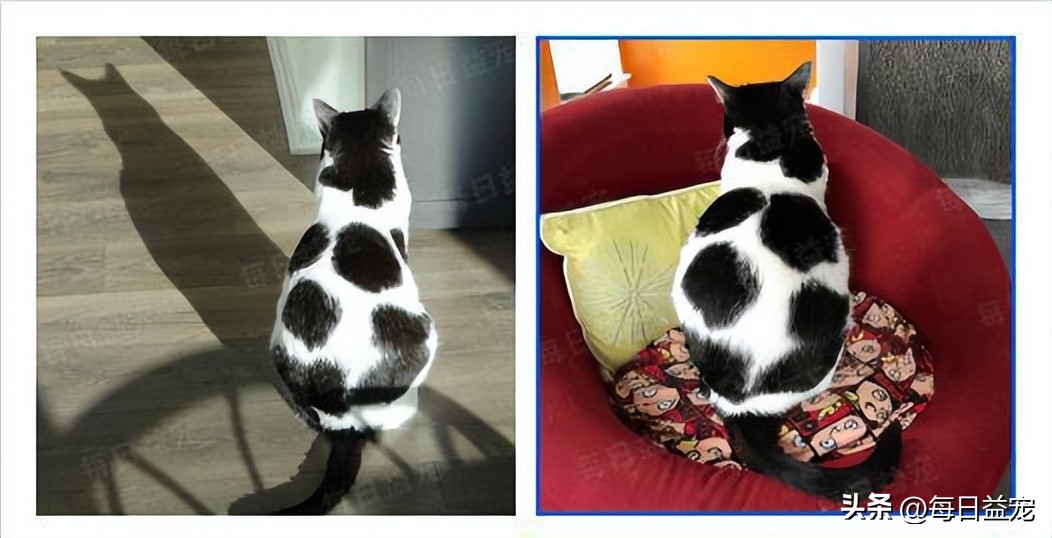 世界杯火了的猫,足球世界杯猫