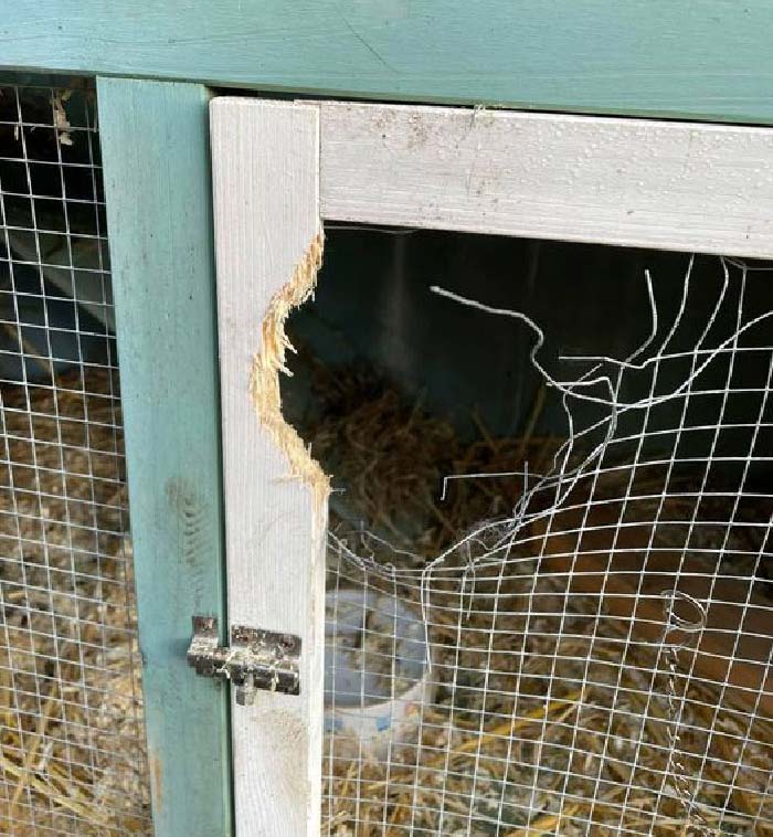 兔兔超可爱的真人照片,兔兔超可爱露脸照片