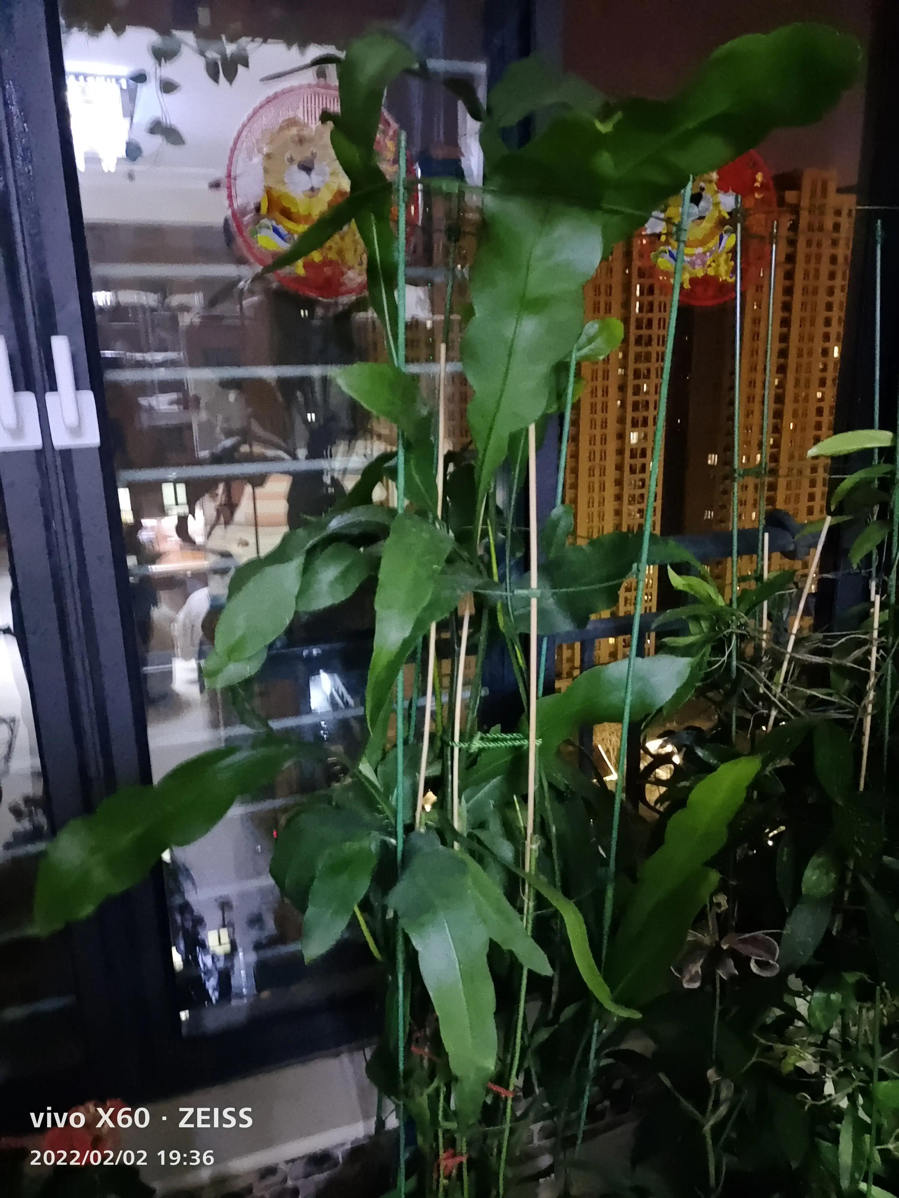 我家的阳台小花园,我家阳台养的花