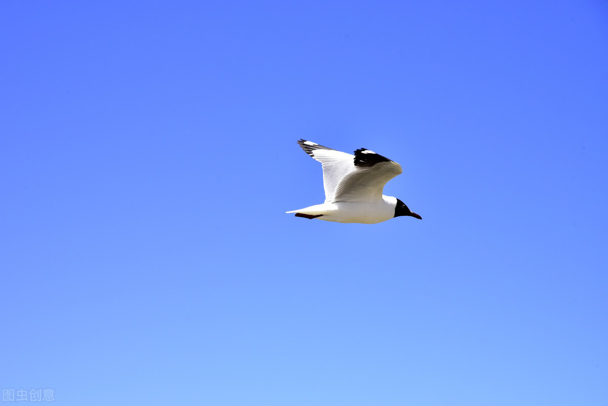 好奇号拍摄到的地球,好奇号拍到飞碟