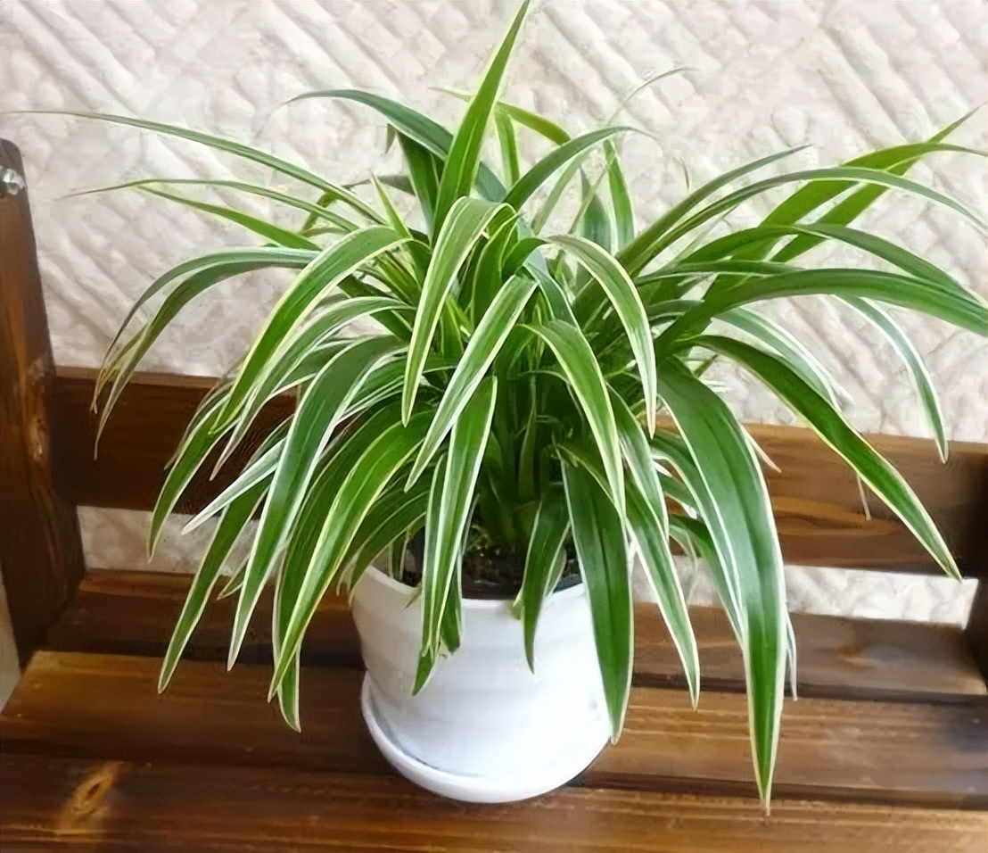 放卧室促进睡眠的植物净化空气,哪些绿色植物可以净化室内空气