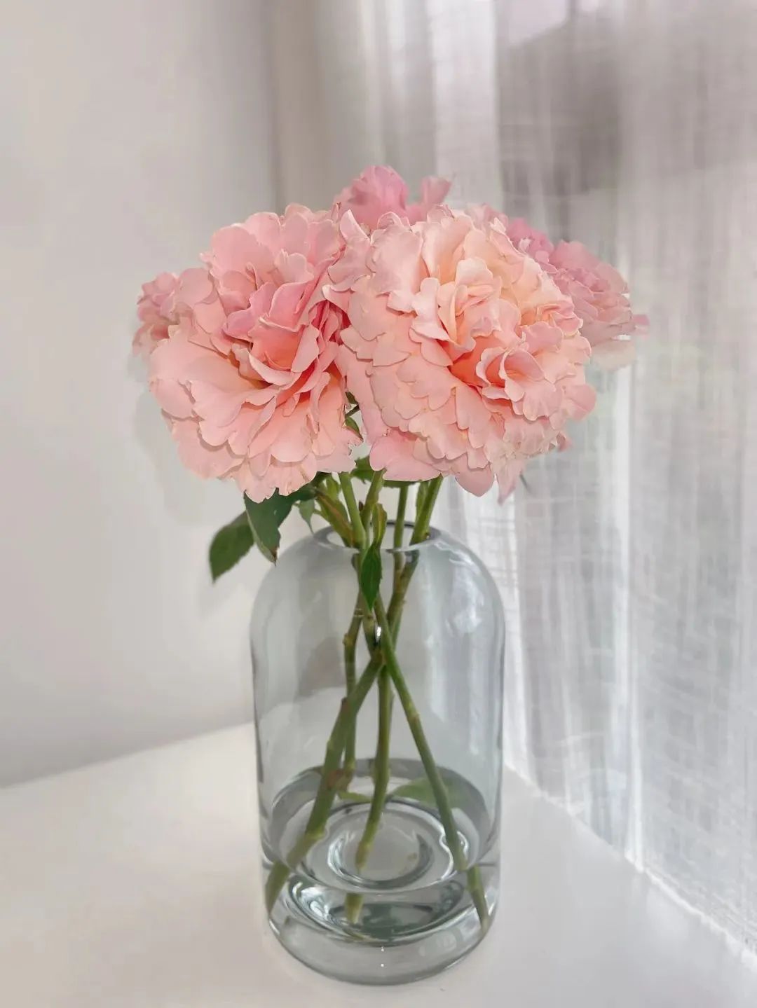 鲜花在水里能养几天会死,新加坡盆栽花卉怎么养