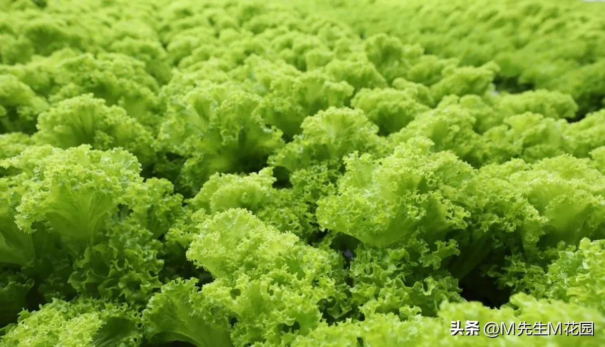 各种颜色的水果蔬菜有何作用,不同颜色水果和蔬菜的功效