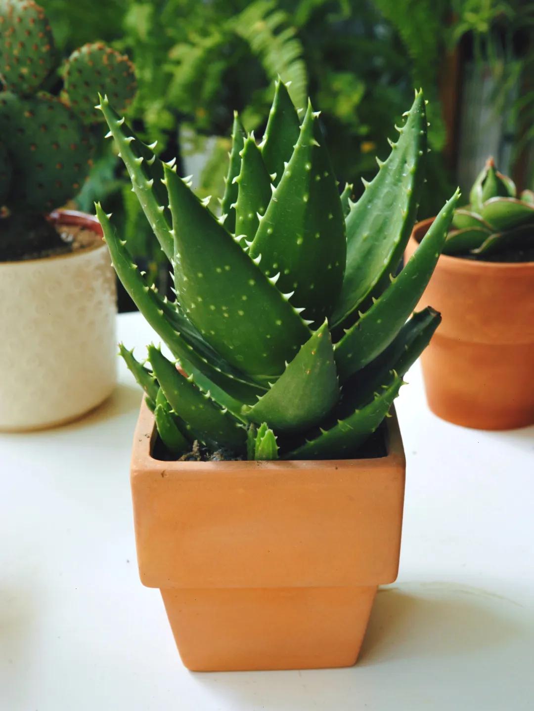 能吸烟的绿植有哪些,家里吸烟养什么绿植