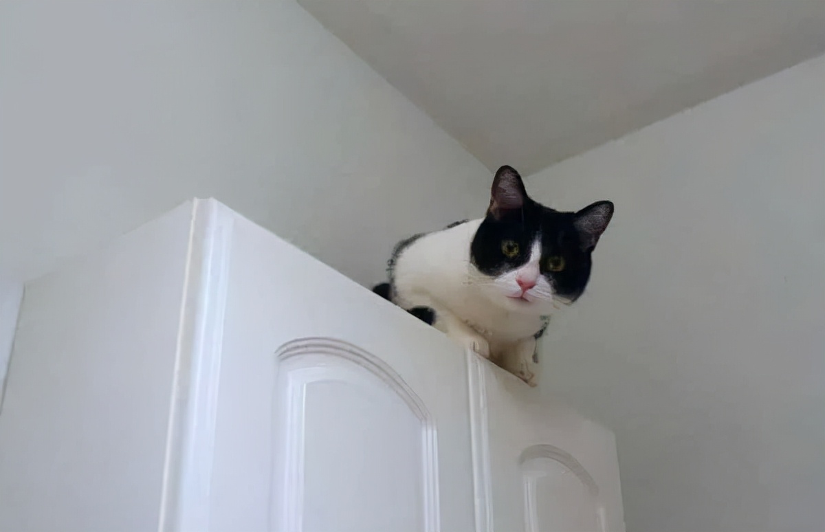 猫咪胆小怕人怎么训练,猫咪特别怕陌生人怎么改正