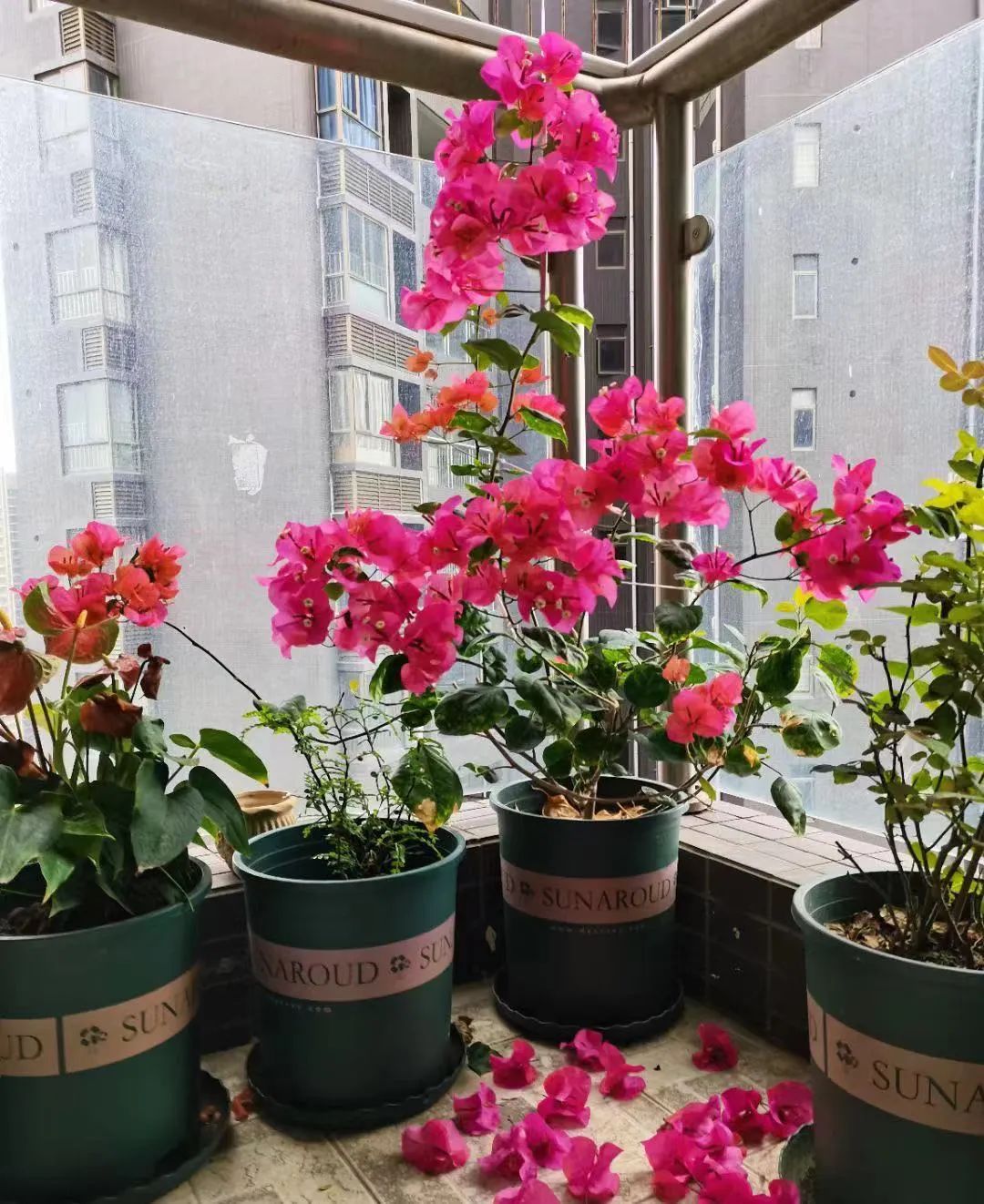 36岁不婚不育，她裸辞回家：吃住全免，太爽了