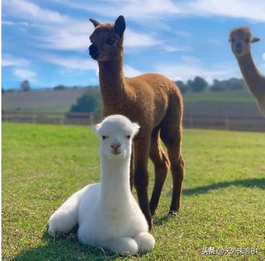 每日一动物：羊驼「yángtuó」