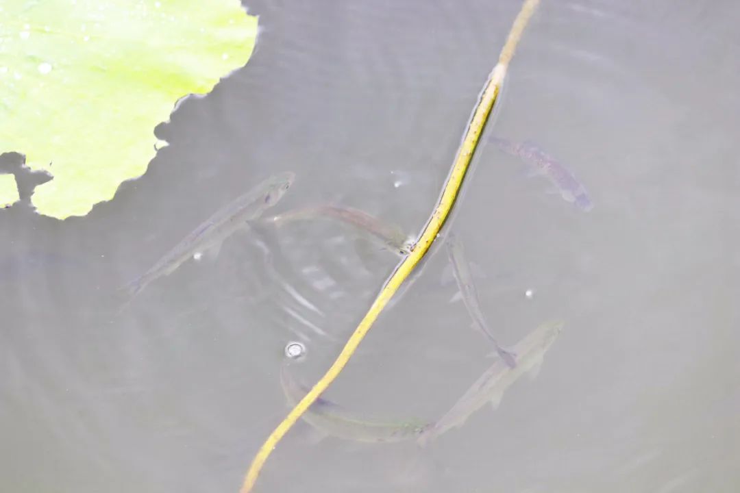 临沂夏日荷花盛开,临沂的荷花火了