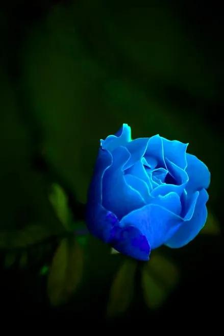 蓝色妖姬花束壁纸,花朵壁纸蓝色