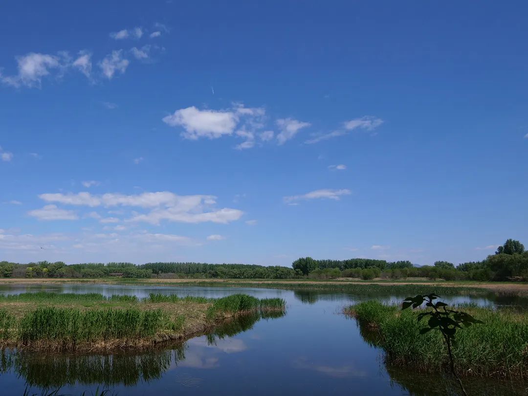 汉石桥湿地公园游感,汉石桥湿地游记