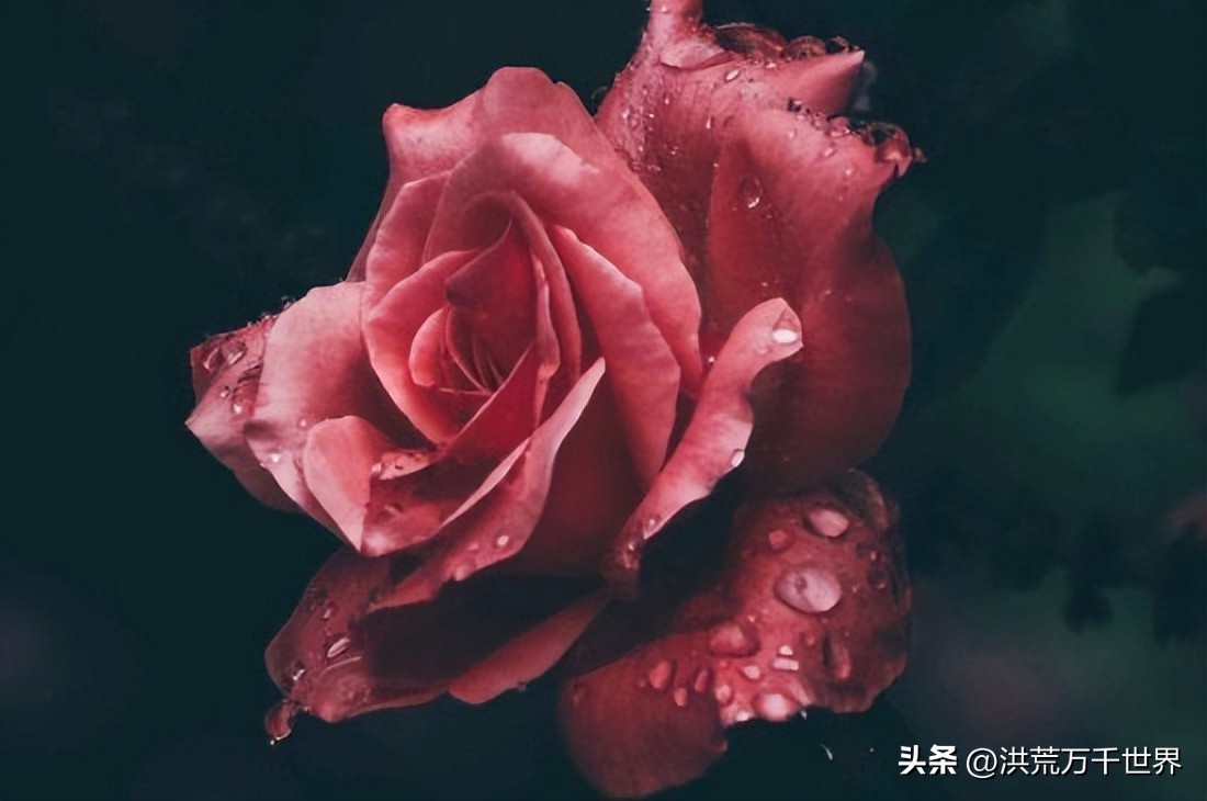 玫瑰花苞开不了怎么回事,月季玫瑰怎么养才能开更多花苞