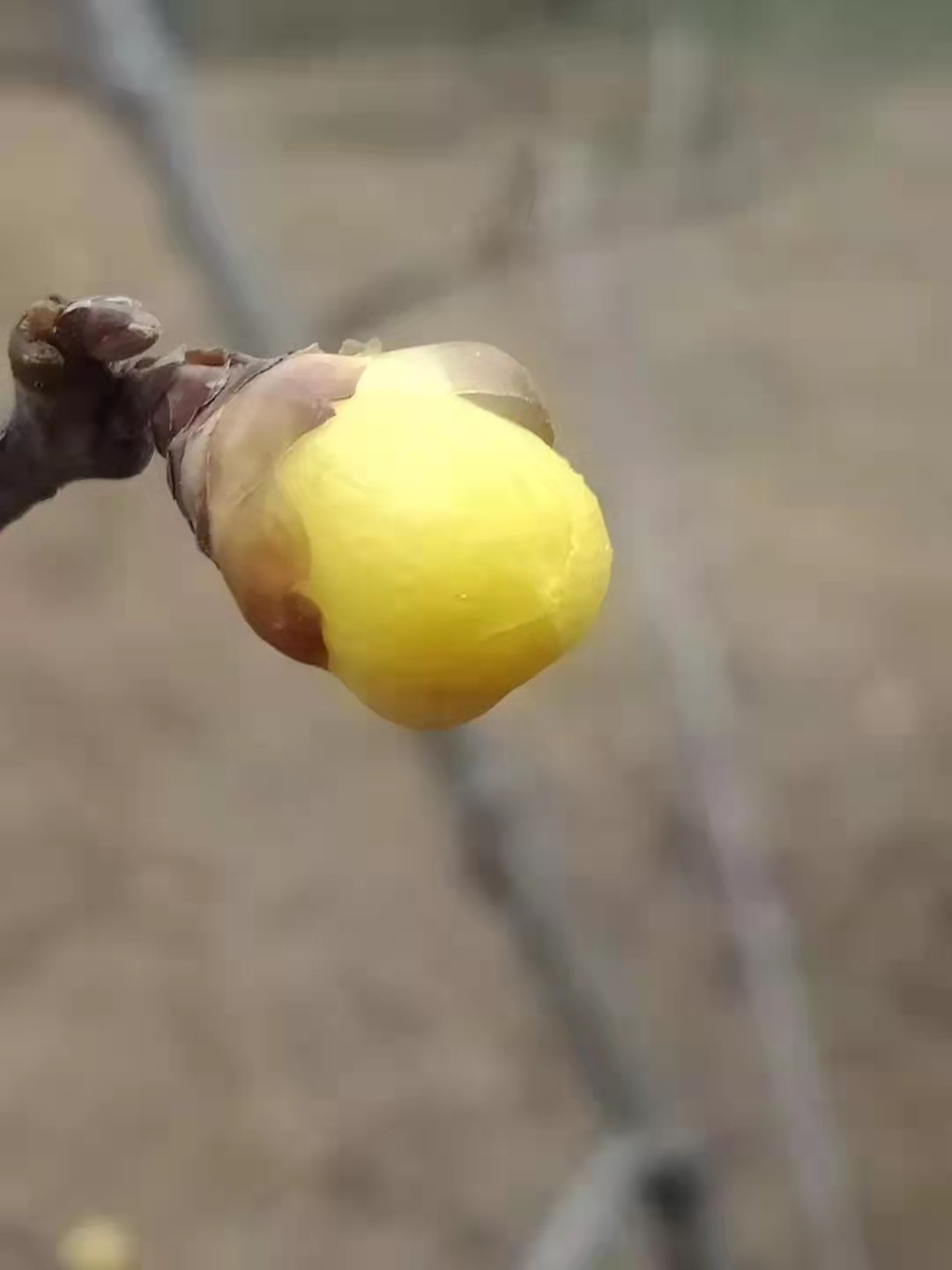 电脑启动有一个小棍在转,电脑开机有个小杠