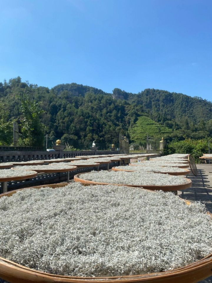 正宗恩施来凤藤茶与张家界藤茶,藤茶大揭秘喝藤茶有什么好处