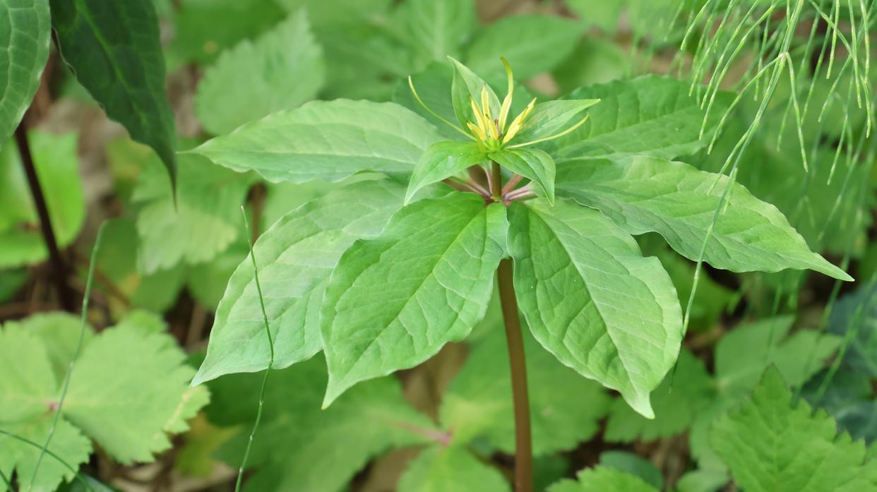 有七叶一枝花的地方就有毒蛇吗,七叶一枝花搭配什么草药治疗毒蛇