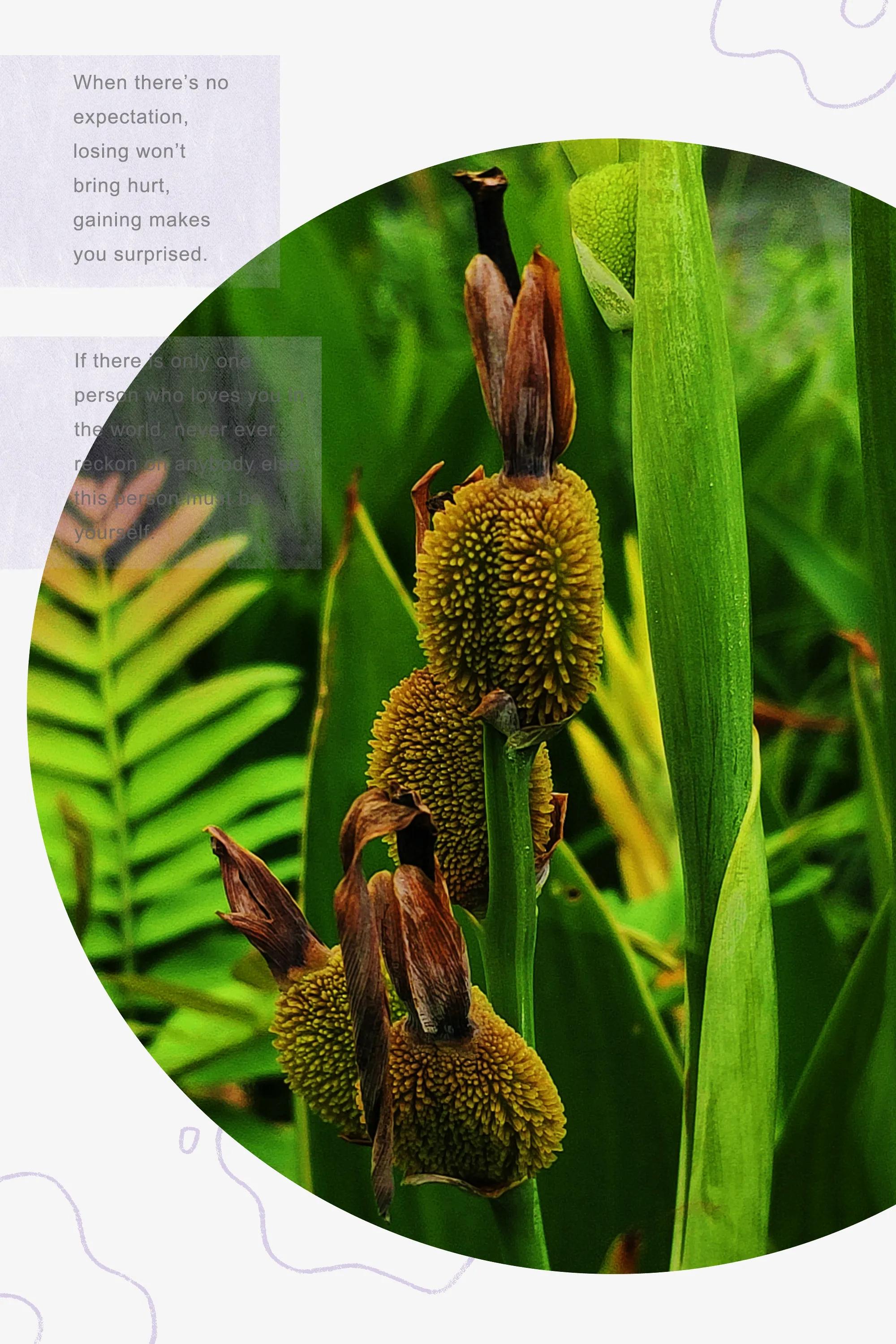 田园美景竖屏大图,乡村田园风景手机怎么拍