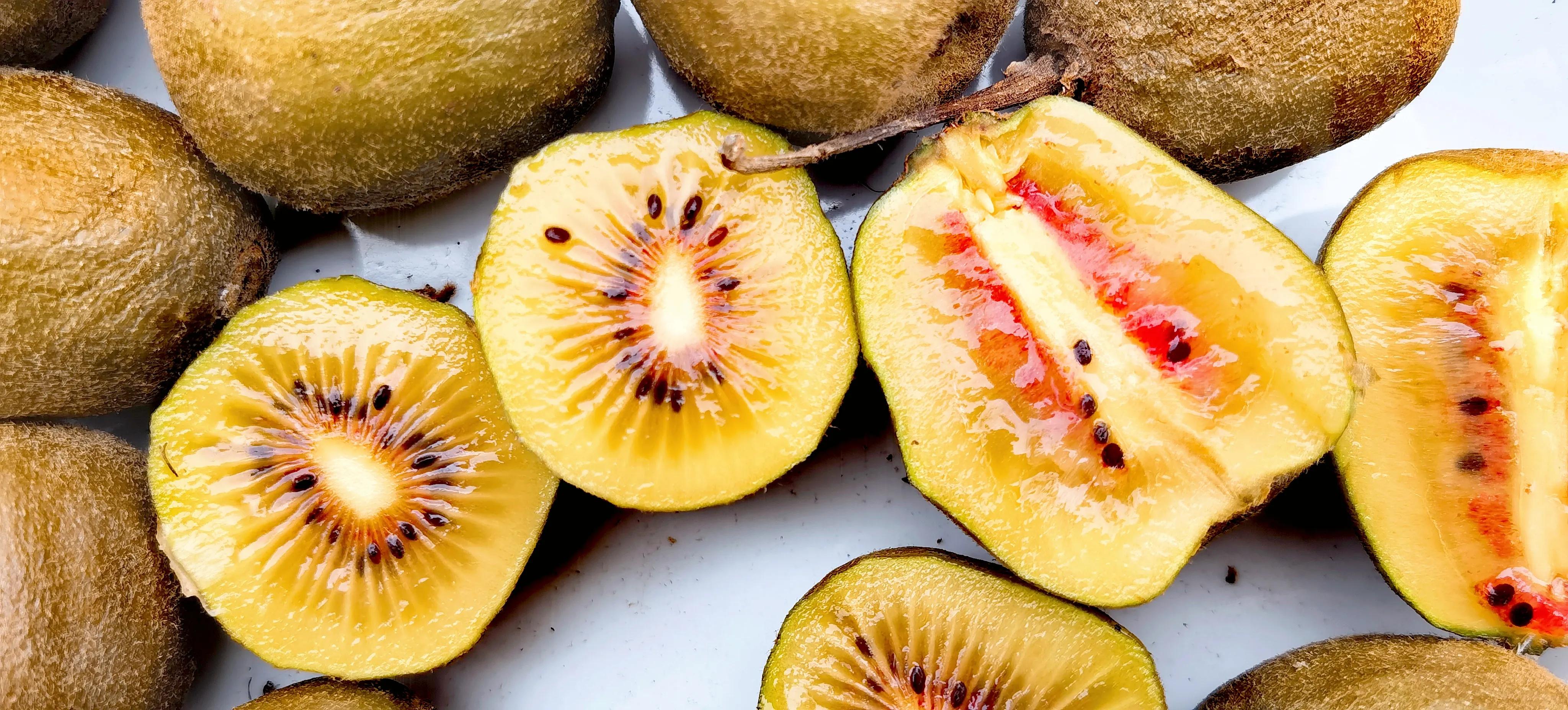 漫山遍野的野生猕猴桃,只有山里才有的特产野生猕猴桃