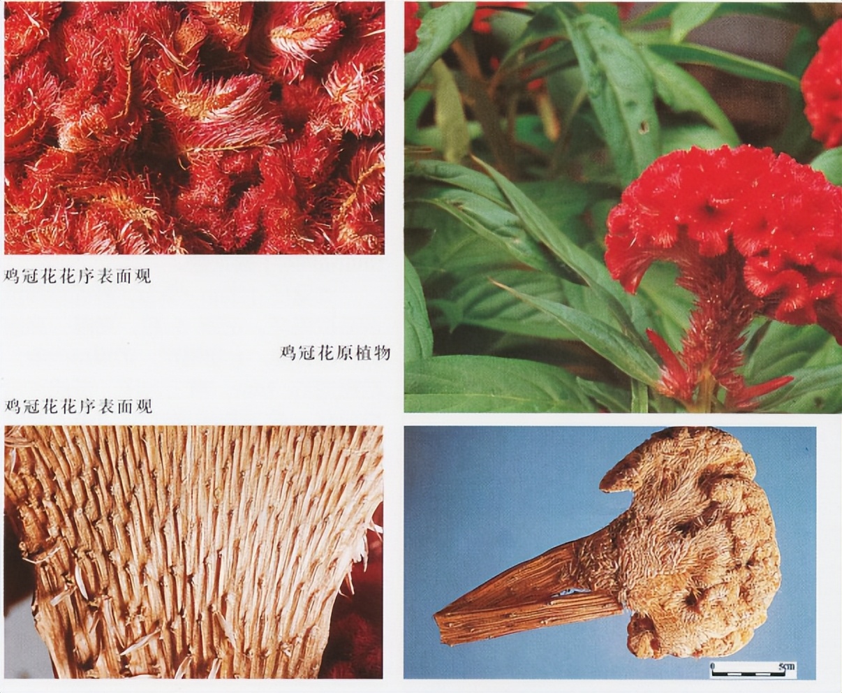 带你识别厚朴,带你识别柴胡