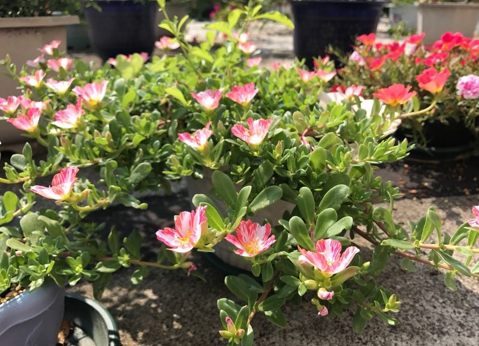 养花播种,养花小知识室内盆栽种植小技巧