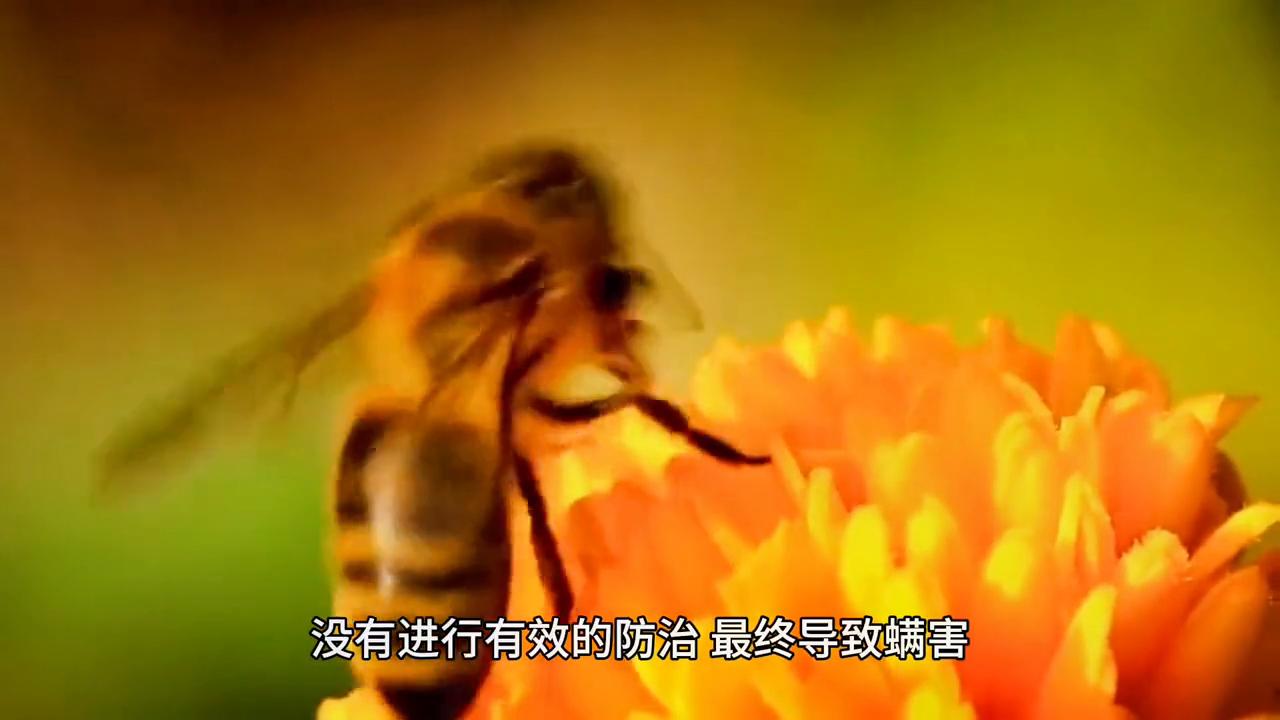 蜜蜂养殖最新杀螨技术,蜜蜂有蜂螨不治疗会有什么后果