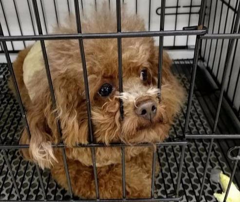 泰迪恐惧心理怎么训练,泰迪害怕的惩罚是什么