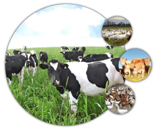 拜登支持催生新产业,黑龙江省拜泉县发展规划