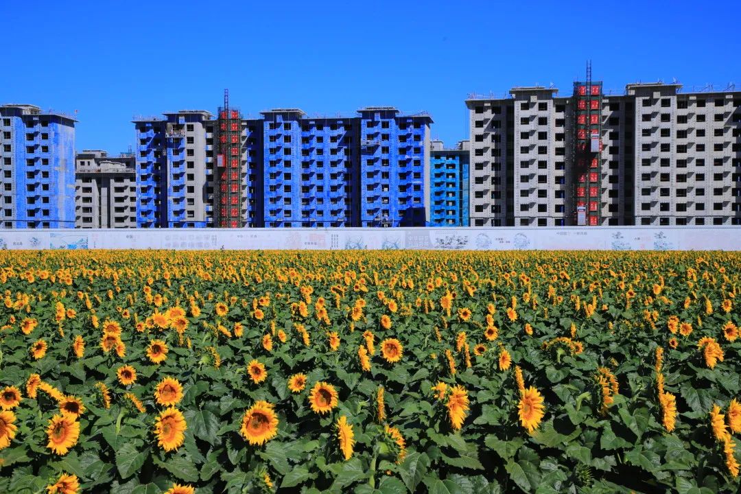 北京周边的向日葵花海,顺义向日葵花海