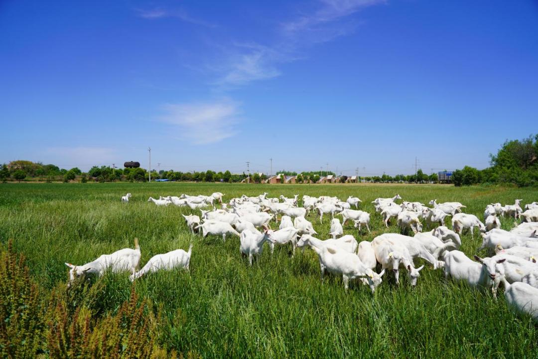 谁在抢大宗商品,谁在抢tiktok市场