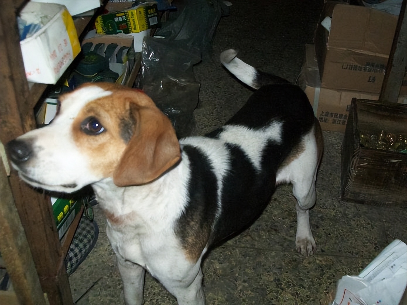 30种常见犬图片,40种常见名犬图片