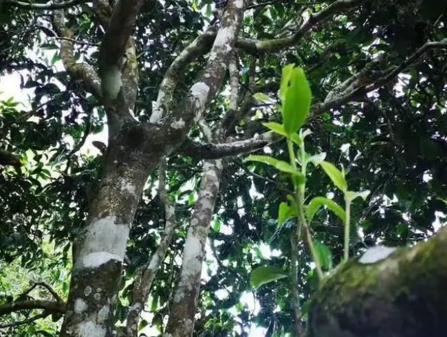 藤茶第一村,邦改藤茶基地