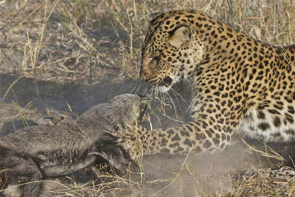 蜜獾天敌豹子,蜜獾为何不惧怕狮子和鬣狗