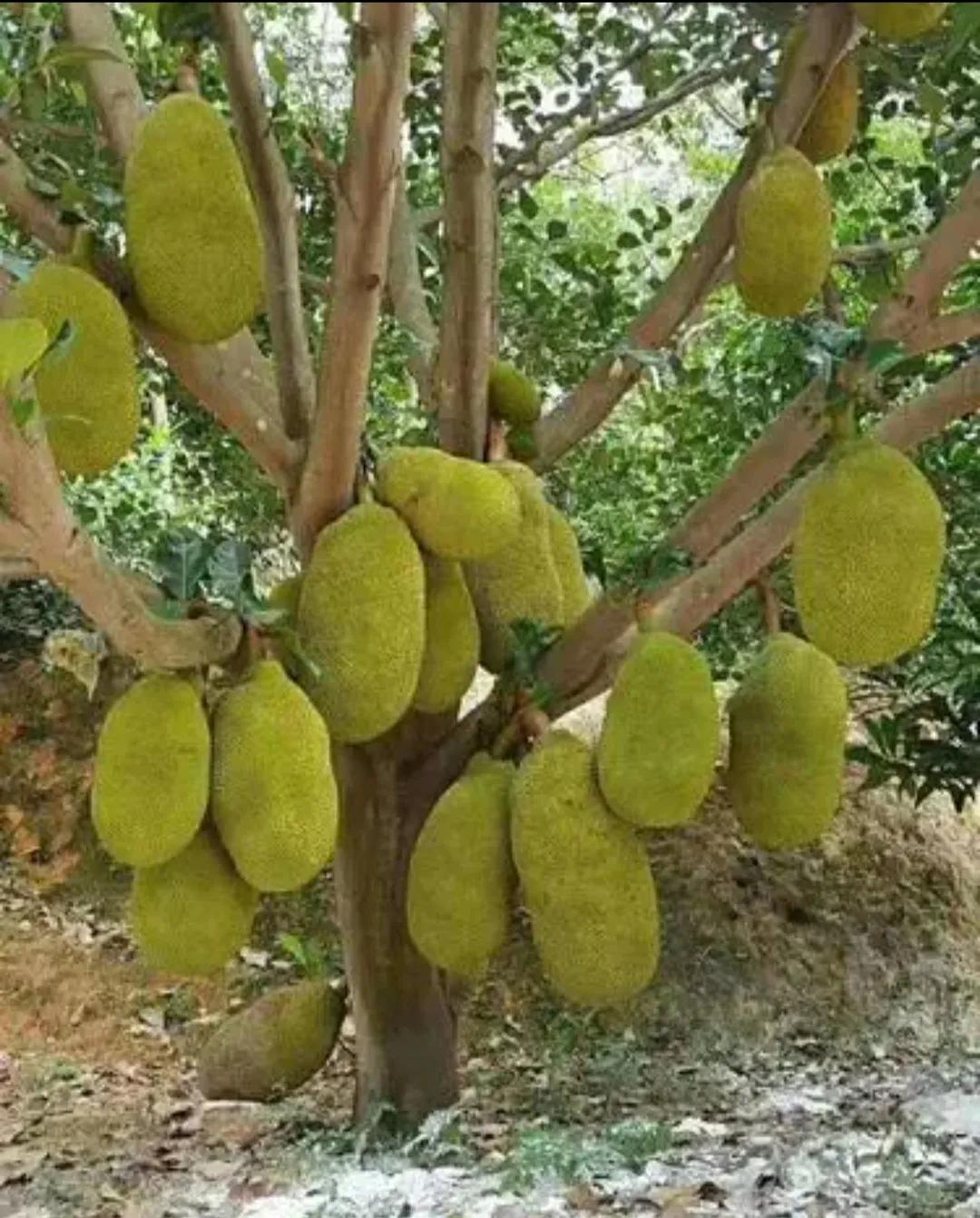 广东湛江一年四季水果名单,湛江特色水果介绍