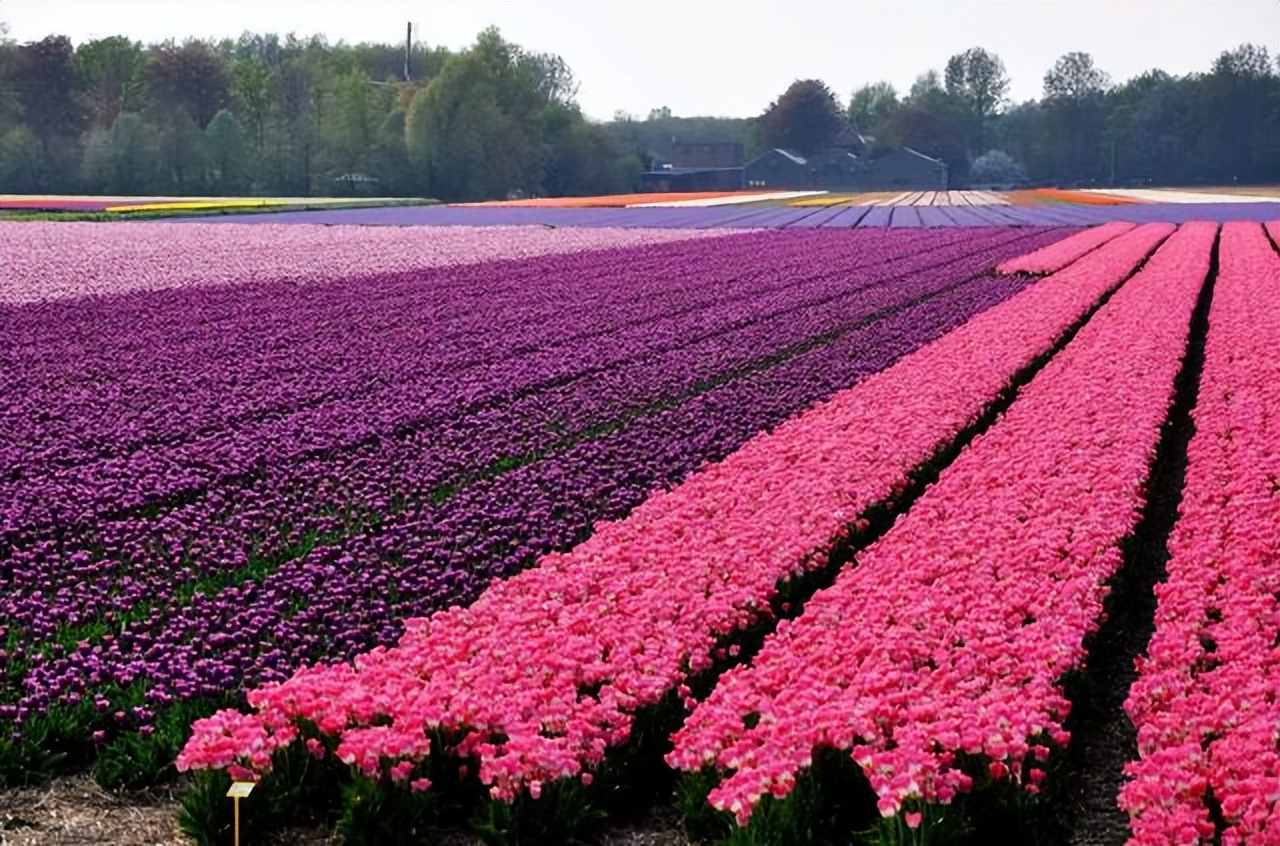 荷兰这个国家究竟有多开放？许多有争议的事情，在这却习以为常