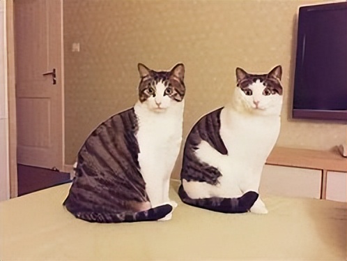 中华田园猫和虎斑猫的区别,中华田园猫太挑食了怎么办