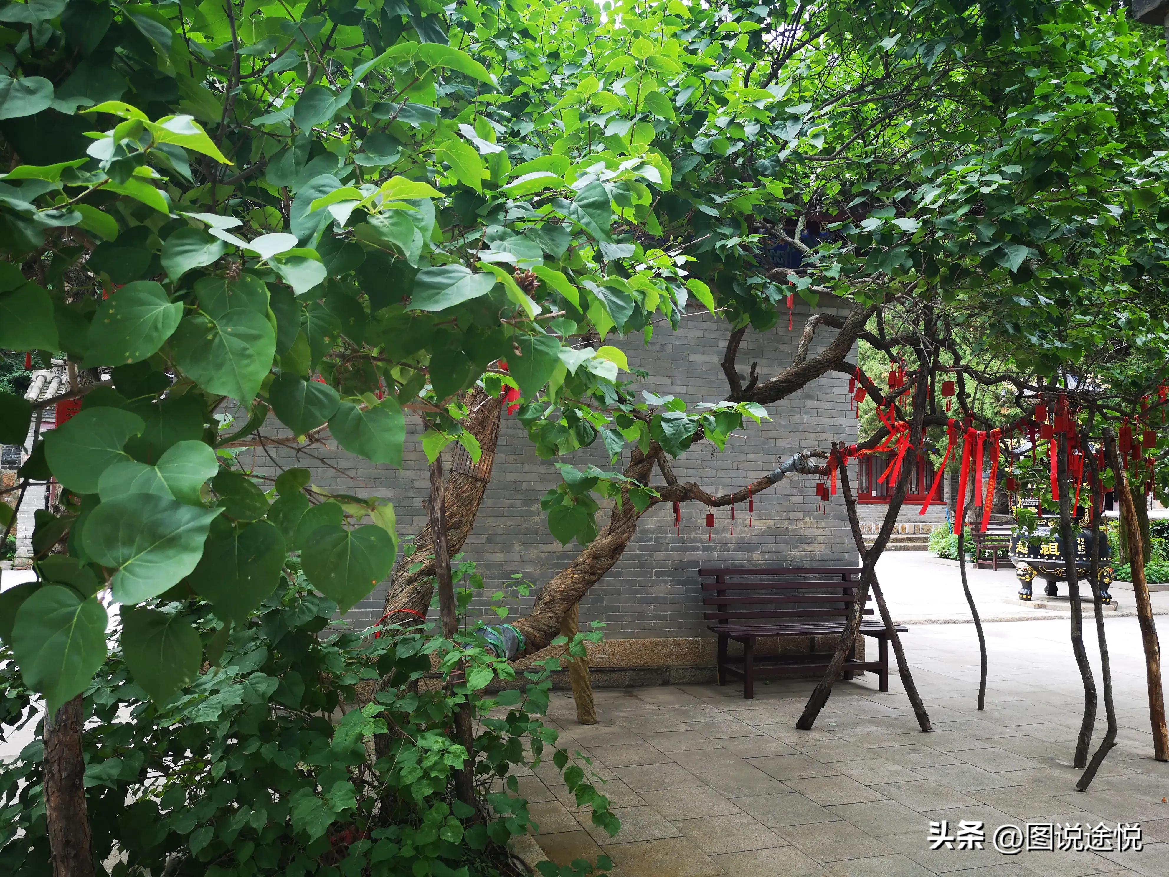 康熙时期皇家寺院,康熙王朝康熙得了天花片段