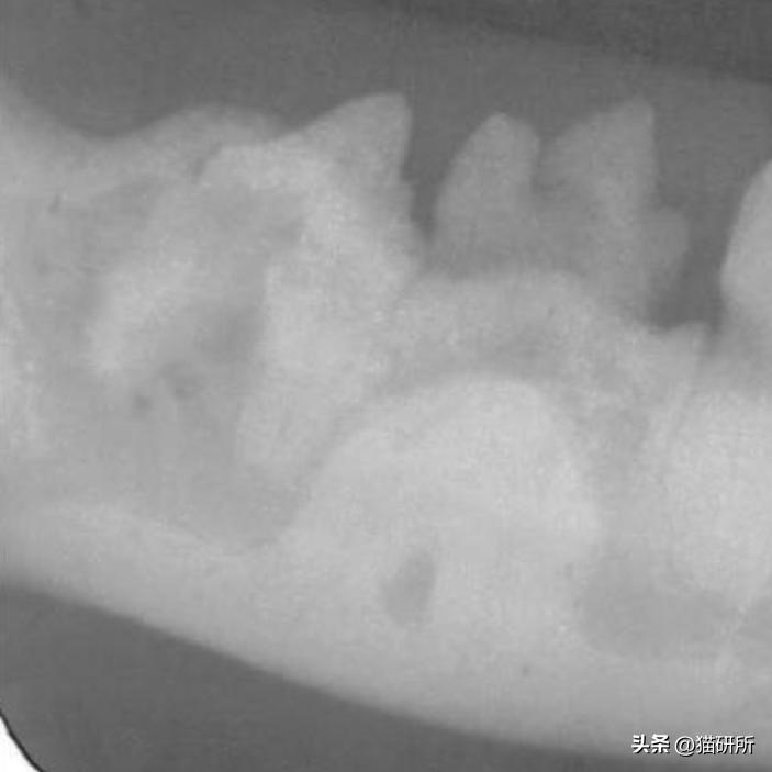 猫咪的腿瘸了可以用什么方法治疗,猫咪没有受伤但是瘸吃什么药