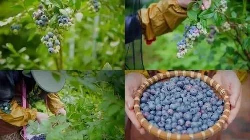 政府对生鲜市场的扶持,国家对有机食品的扶持政策