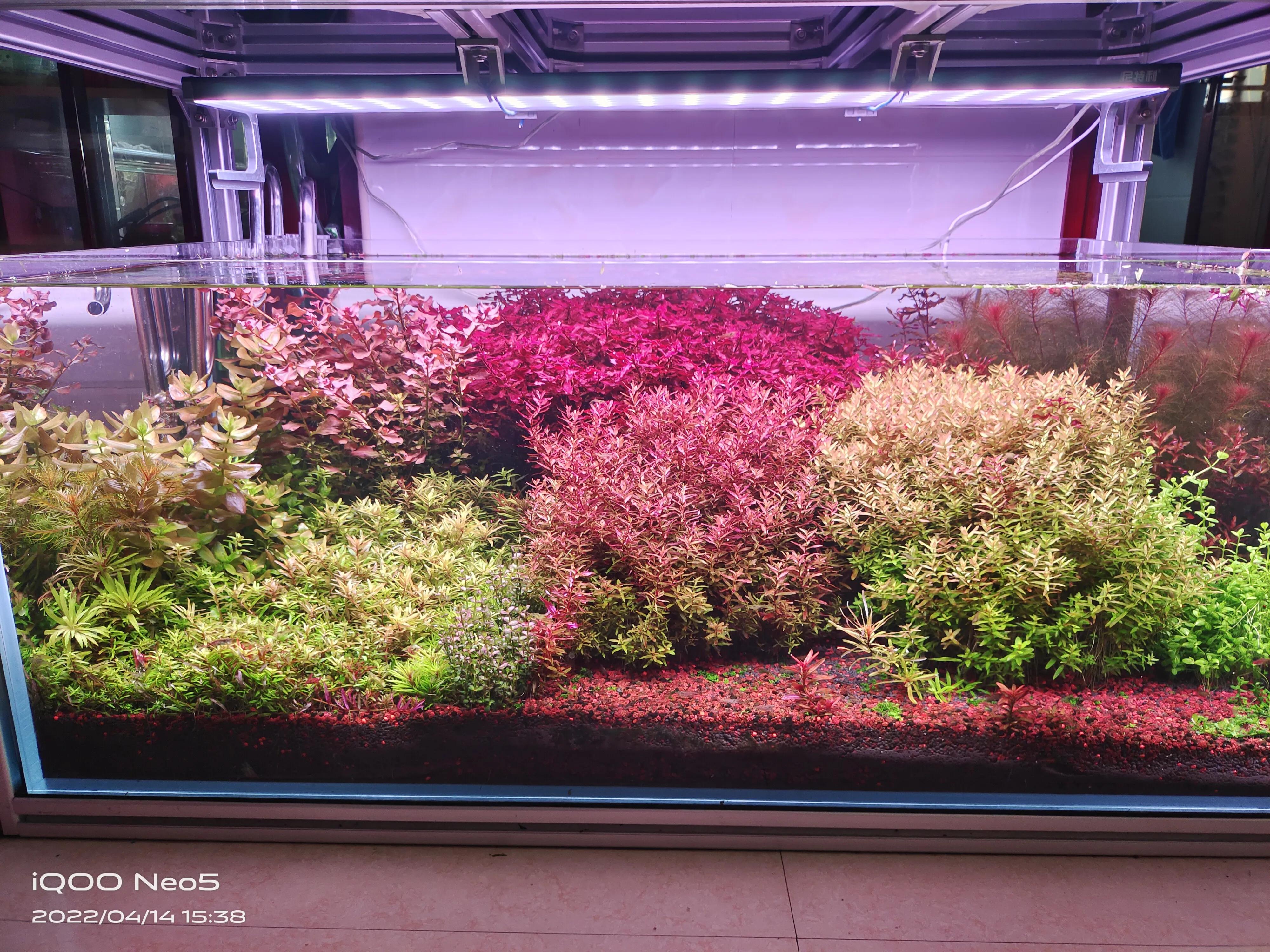 水族草缸爆绿丝藻怎么办,水草缸绿藻的养殖方法