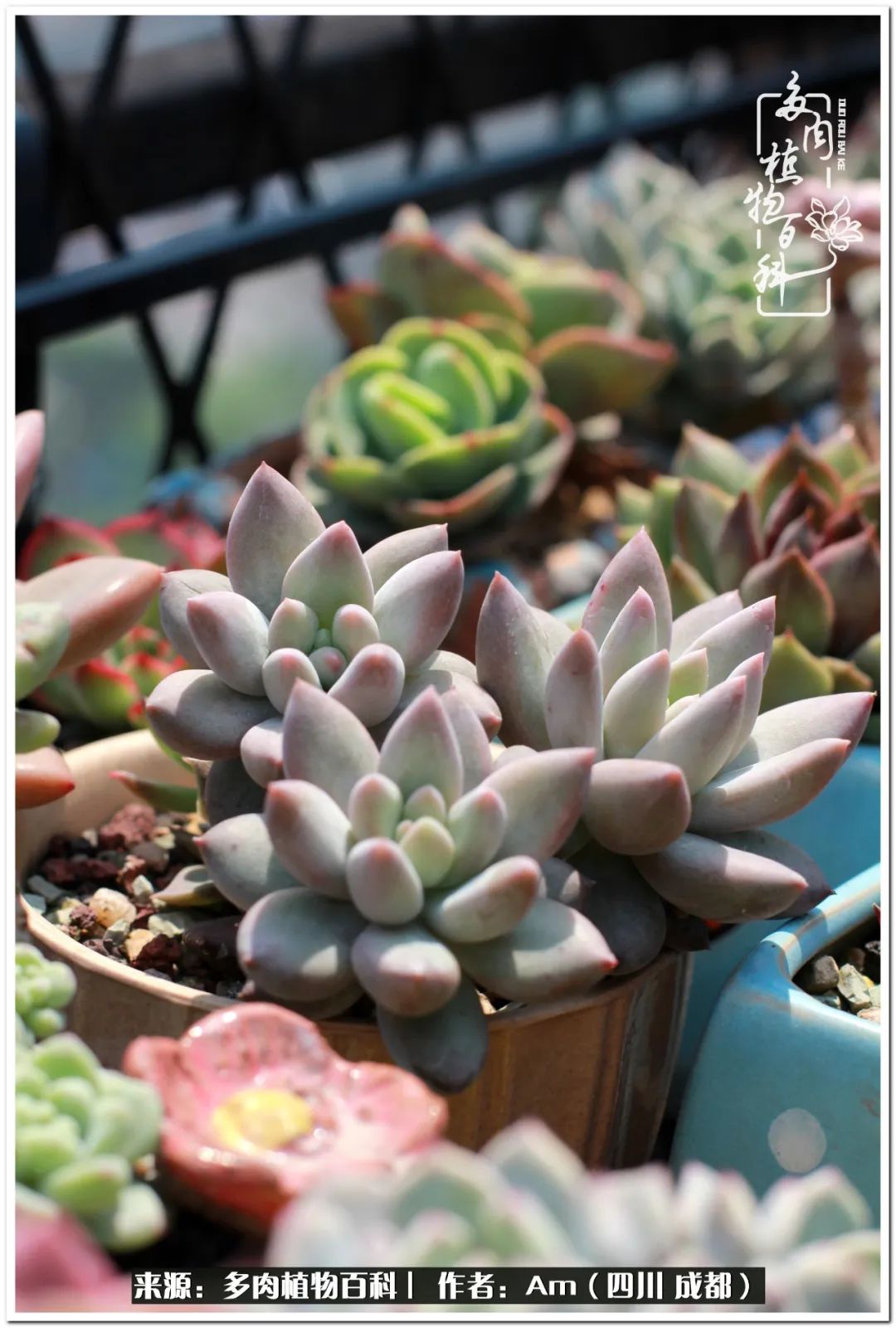多肉小盆友生活多姿多彩,多肉小精灵福享不停