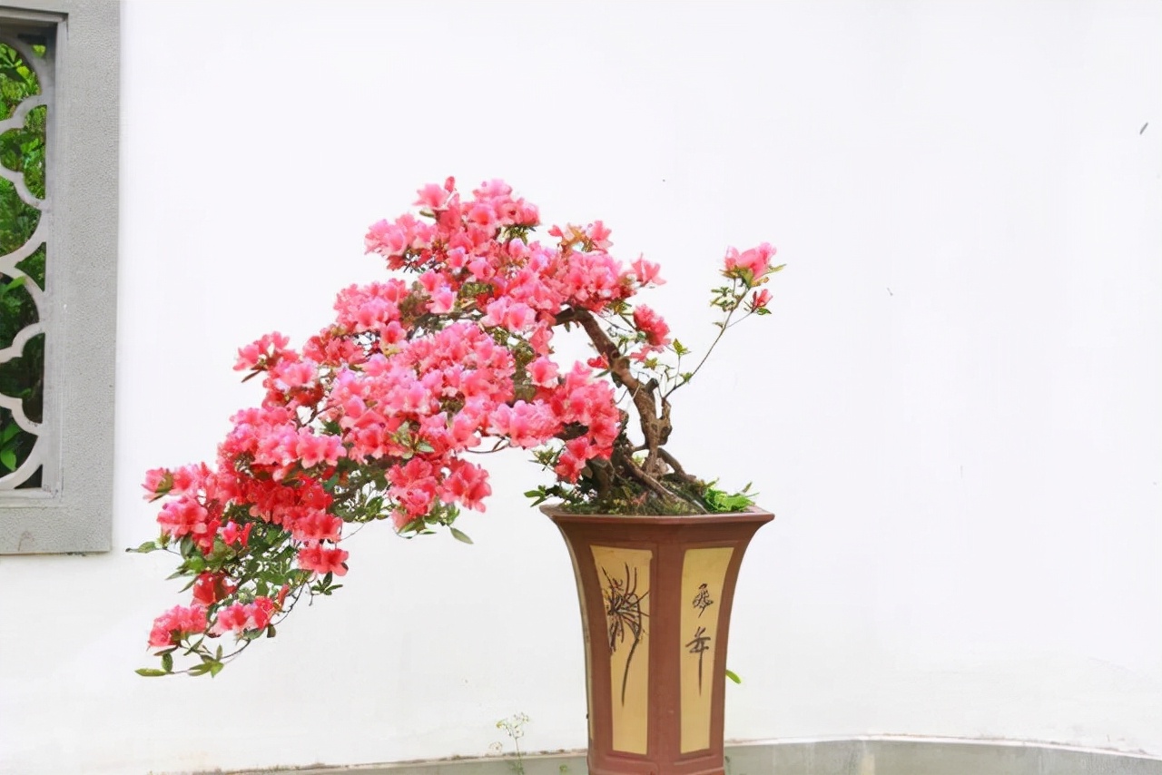 最名贵的十种花卉名称及图片大全,既好养又值钱的花卉